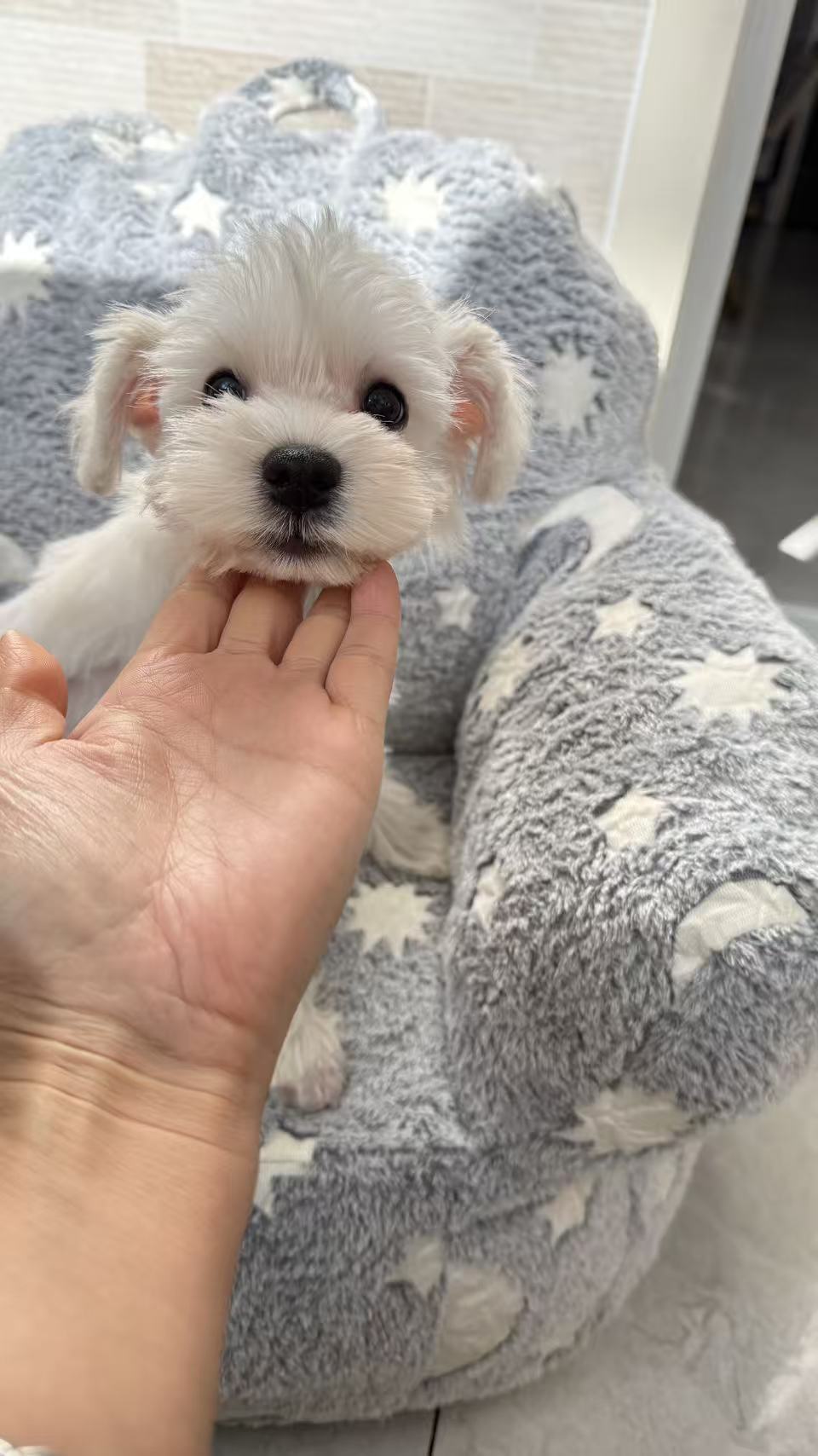 高颜值雪纳瑞，幼犬出售…公母都有！